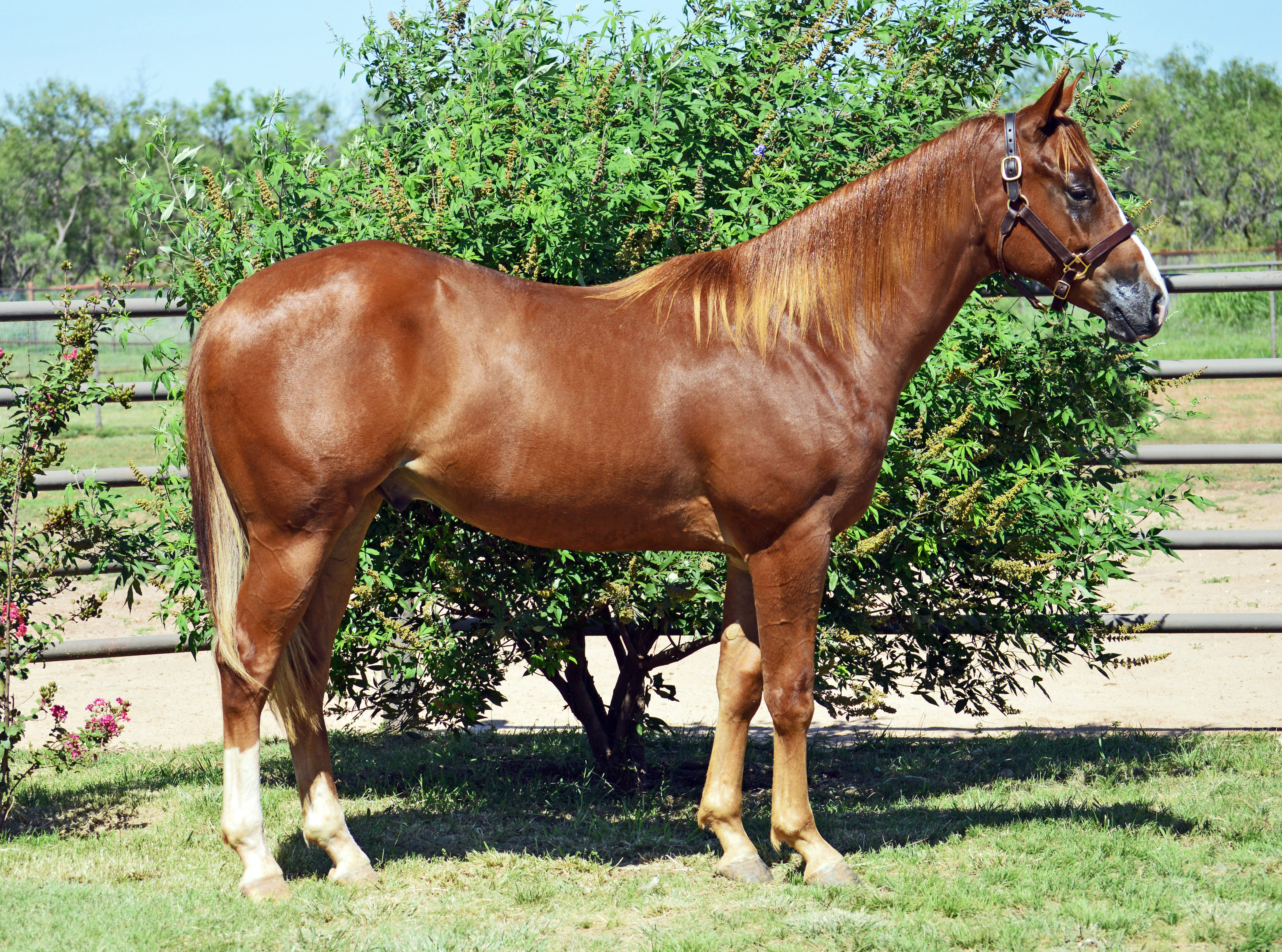 SBL yearling sells for 14,000 in the Texas Best Barrel Futurity Sale